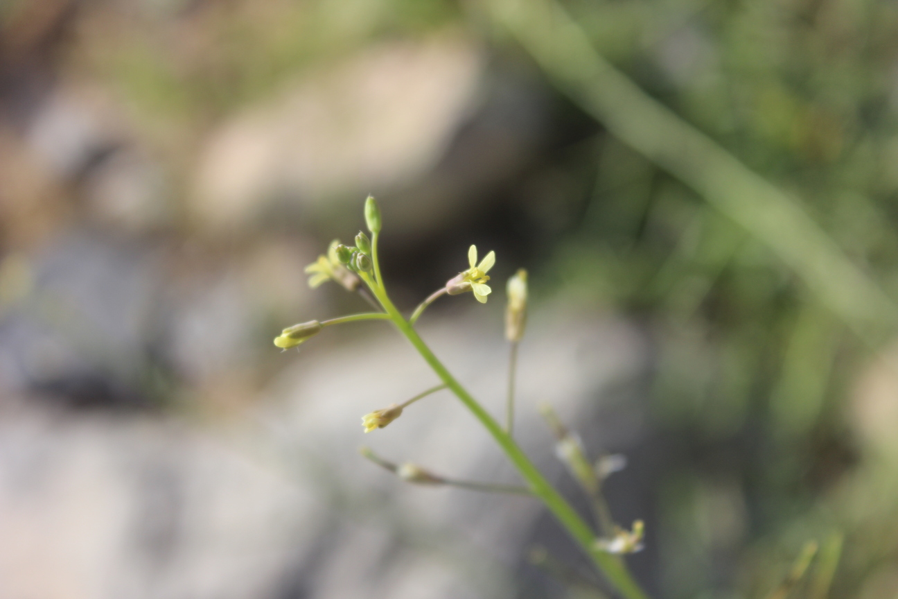 Plant Image